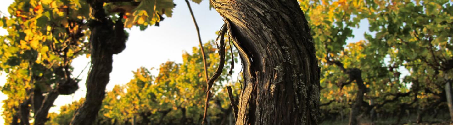 vine grapes on the island of R | © Atout France, Olivier Roux